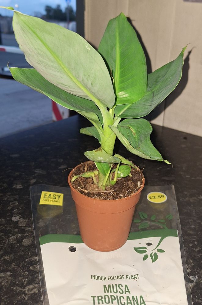 Indoor foliage banana plant (Musa tropicana)