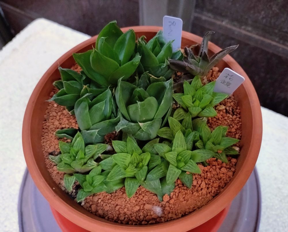 ハオルチアの軟葉系をまとめて植えました