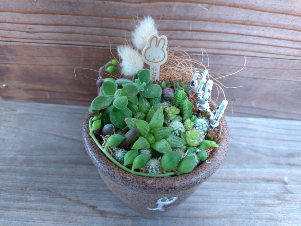 条件のある母の日のプレゼントの
寄せ植え