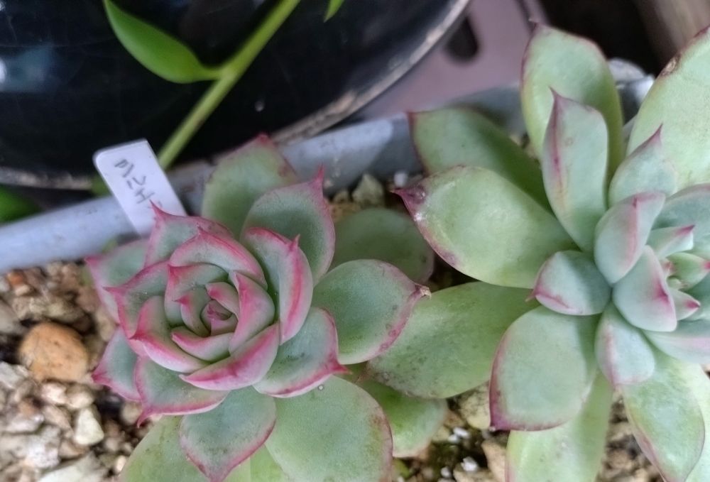 夏越しして小さくなったけど
なんとか生きてます
おでんさん産エケベリア