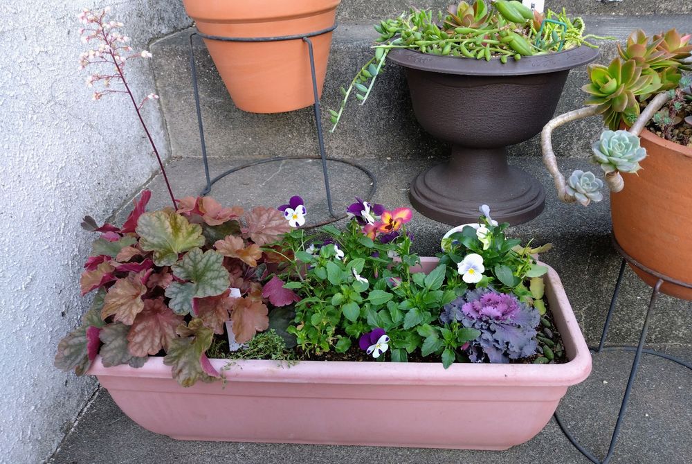 やっとポット苗からプランターへ植え替えた