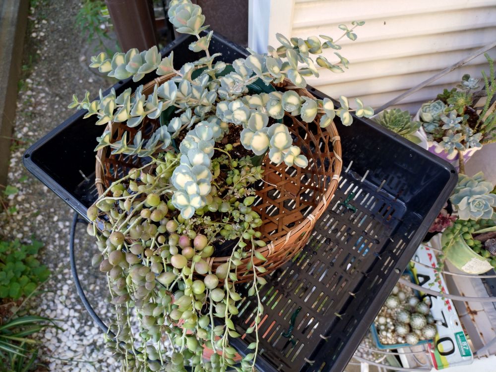 斑入りミセバヤとピーチネックレス