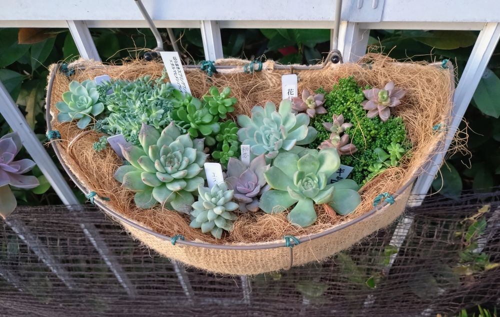 鉢減らしで寄せ植えというより
並べ植え