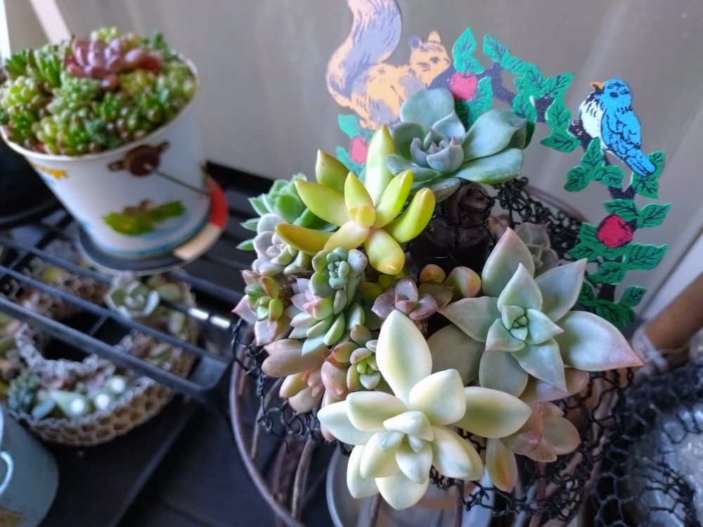 寄せ集めた多肉植物を乾燥して
しばしどう植えるか考え中