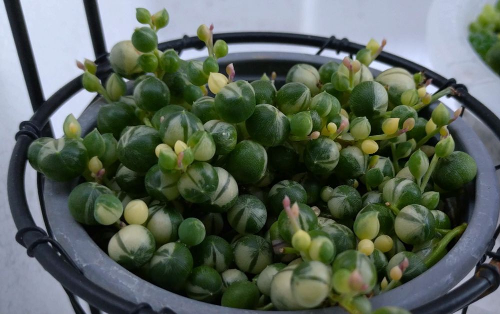 斑入りのグリーンネックレスは夏が終わった頃合で見つけたので購入しました(諦め)