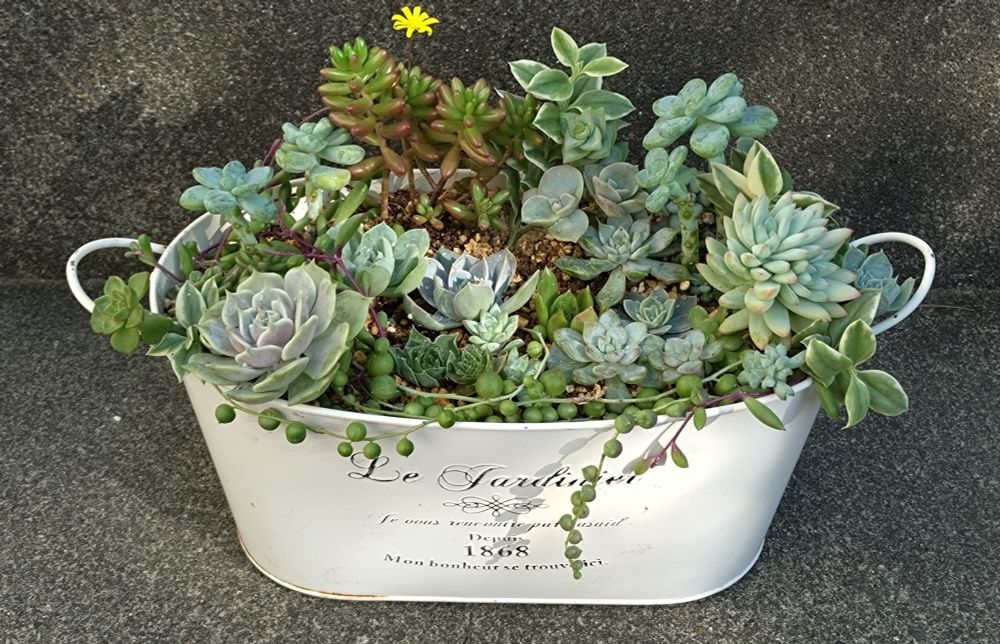 春にした寄せ植えを解体して
夏越しした多肉植物に
『樹氷』『虹の玉』を買い足して
寄せ植えました