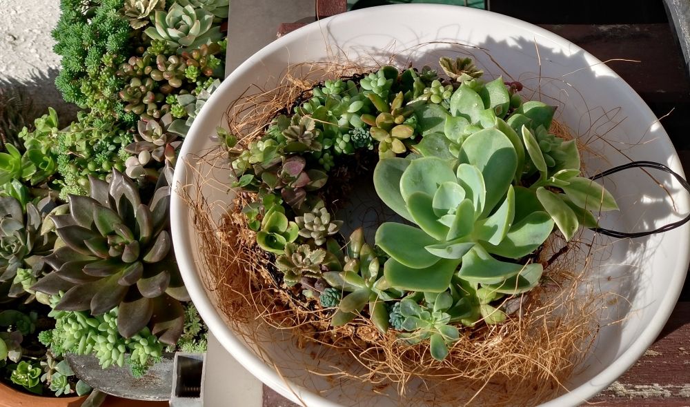 根がついてないので、逆さにして落ちない位の時間…１ヶ月近く平置きで