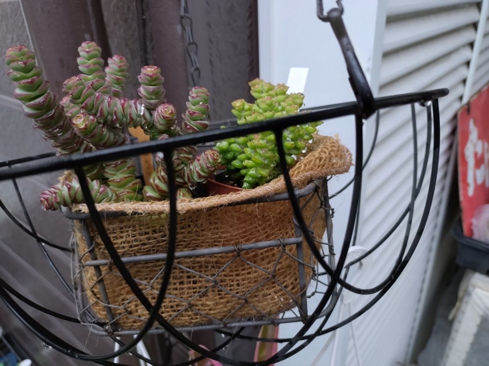 クラッスラ
←ベビーズネックレス
    小米星→