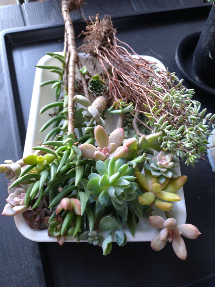二鉢分の何とか生き残った多肉植物