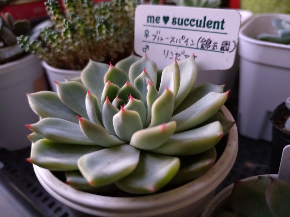 ブルースパイン×リンゼアナの爪先が紅くなってまいりました