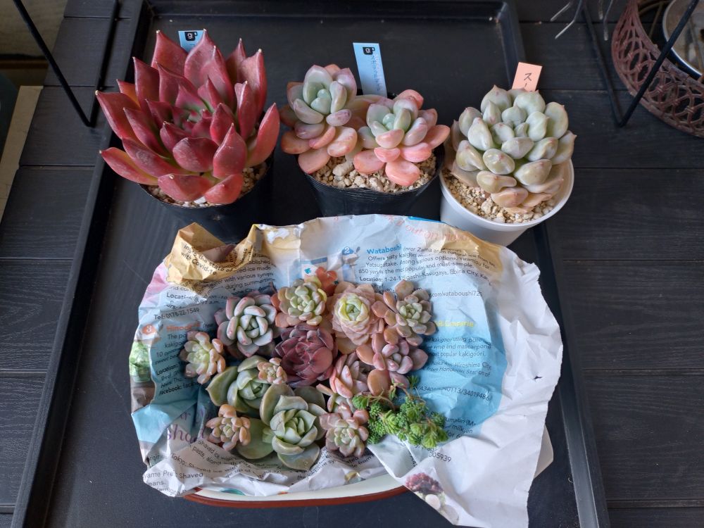 無人販売所で購入しました