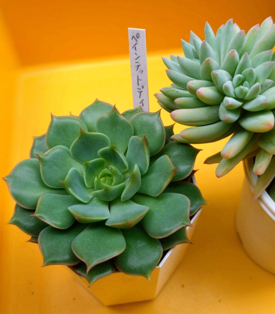 ←ペインテットデイって札だけど
ペインテットレディじゃないかと思うと
セデベリア 樹氷→