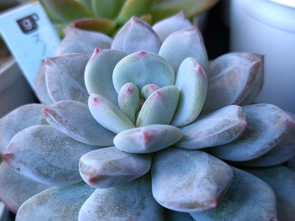 お粉浮き気味スノーティー