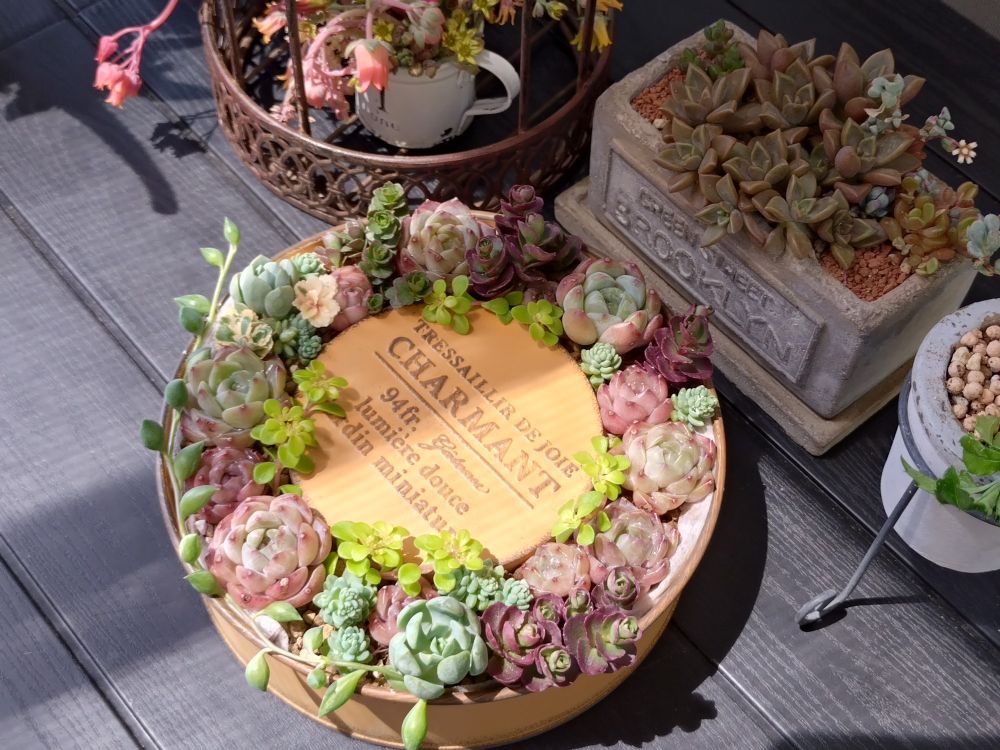 多肉植物をリース型ブリキ鉢に
ほぼ添えただけ…