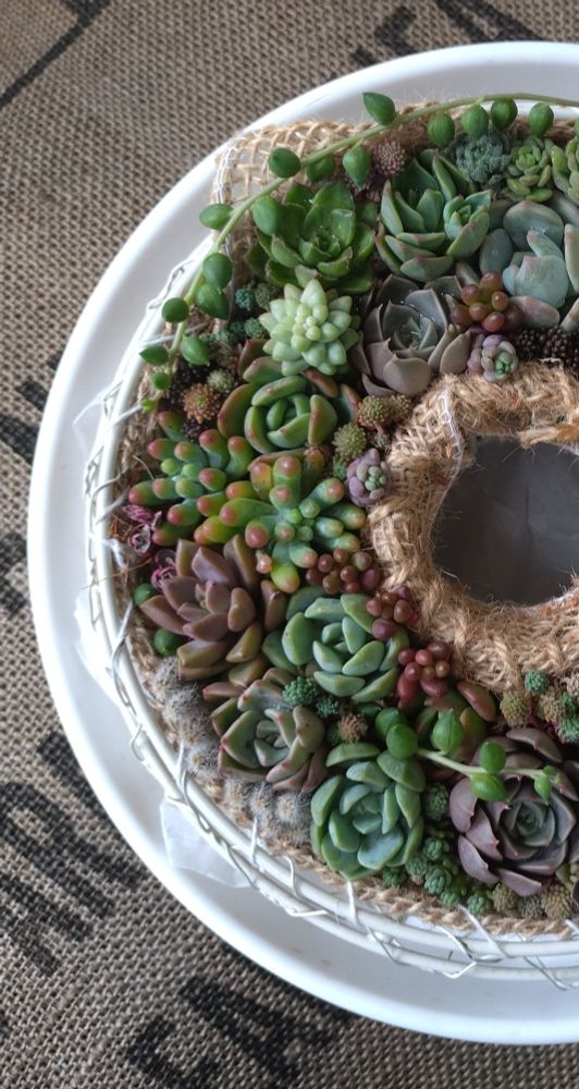 多肉植物のリースの半分です
