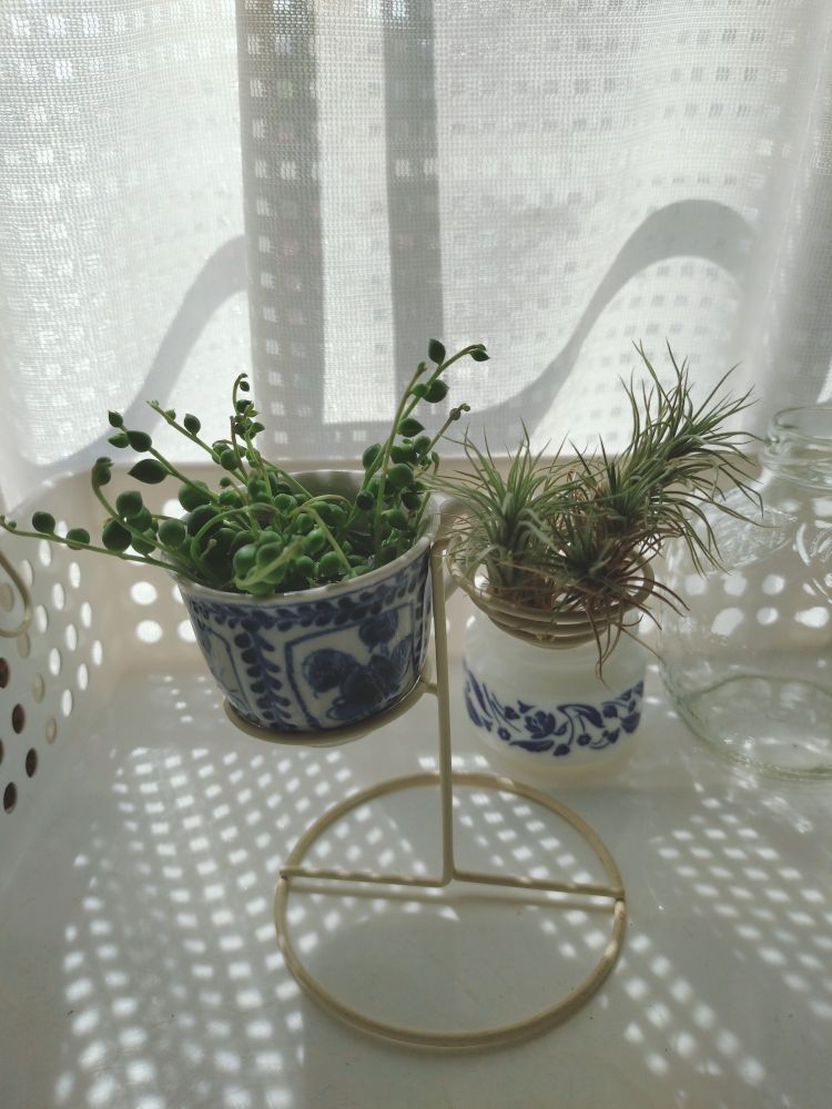 グリーンネックレスを水につけて
根を出してます。
隣はチランジアの誰かな？