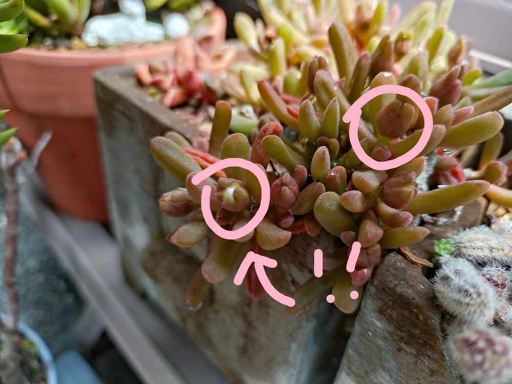 細雪の蕾が上がってきました