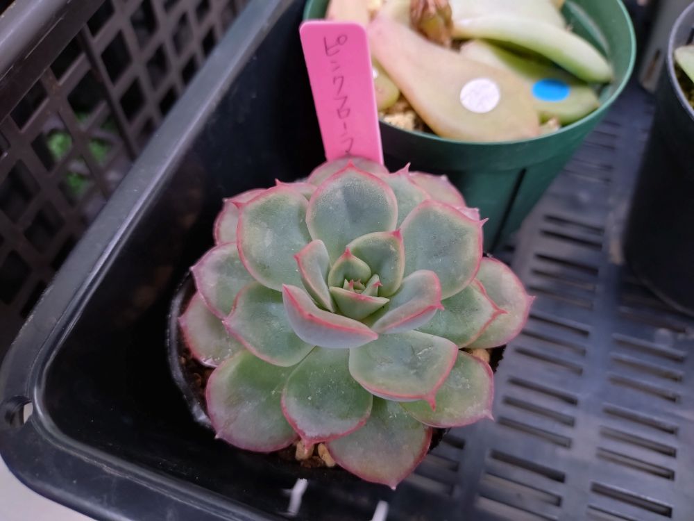 ネットで調べて出てくる『ピンクフローラ』はもう少し丸みがあるので
別の種類では？と疑い中