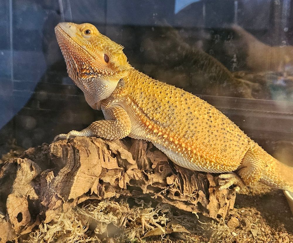 Image of a bearded dragon on a cork slab