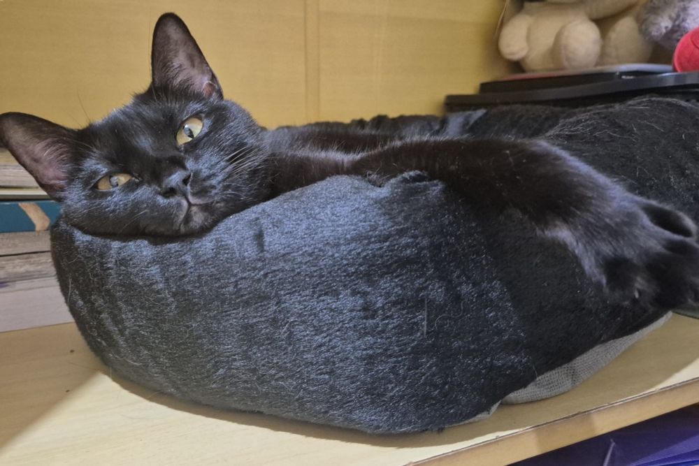 gatinha preta deitada em uma caminha preta igual ela. a gatinha tem olhos amarelo e está com uma das patas esticadas.