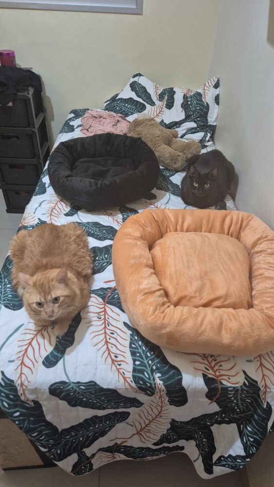 dois gatos em uma cama de solteiro. do lado de cada um tem uma caminha de gato: uma laranja do lado do gatinho laranja e uma preta do lado da gatinha preta.