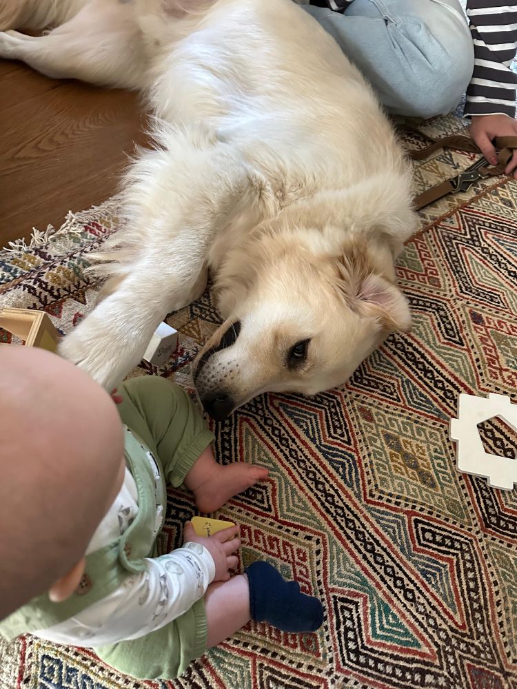 Van bovenaf genomen zie je een baby die op de kleed zit met maar 1 sok aan. Naast hem ligt een grote golden retriever die hem met zn poot zachtjes aanraakt 