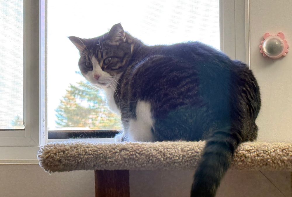 Same as the last image except now Apollo is turned to look at us. Her eyes are green and her pupils are narrow from the outside light.