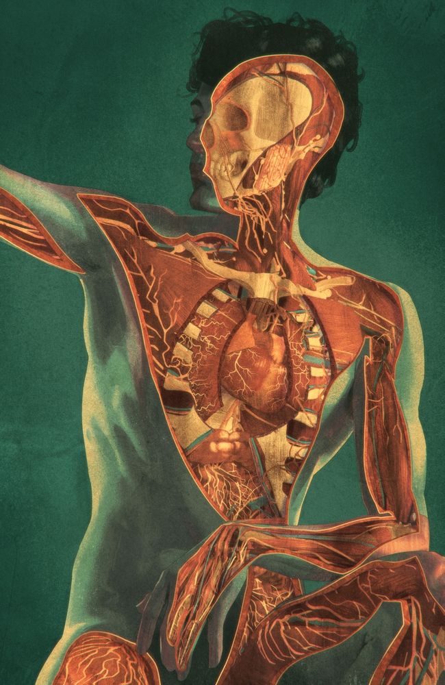 Male figure painting with a cross section cut out of the figure displaying organs and skeletal structure