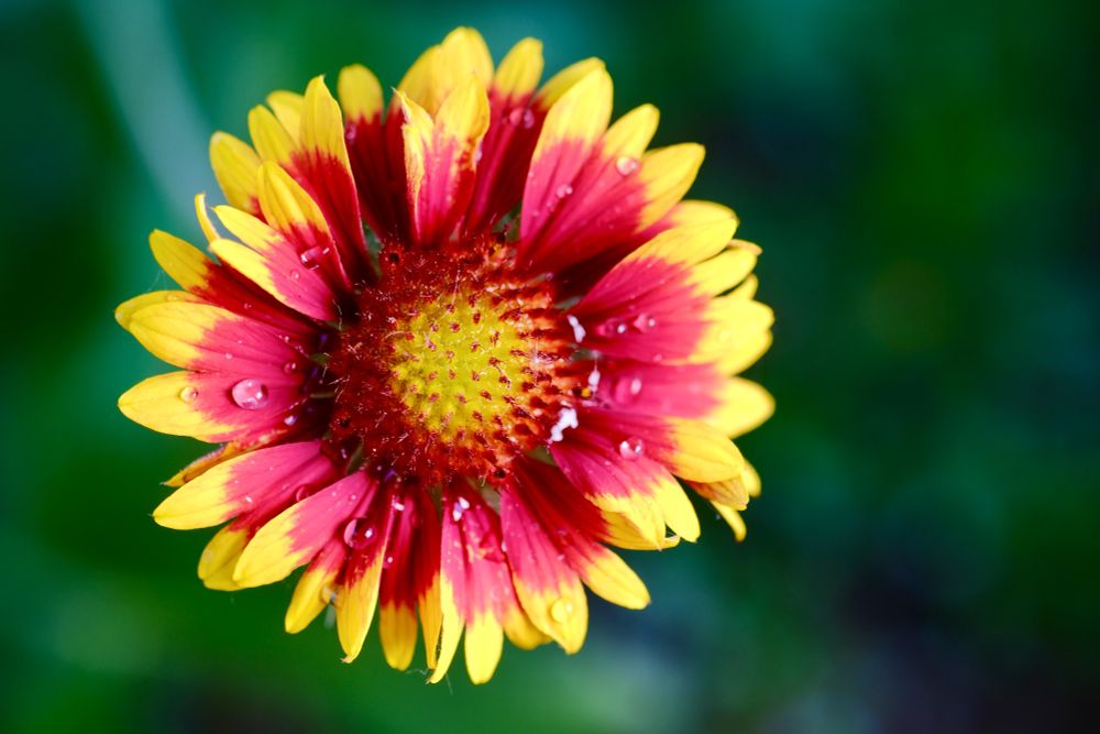 Blanket flower with water droplets on petals. 