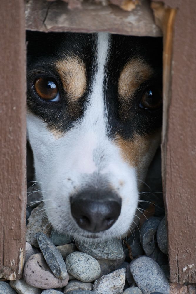 🐕📸 dog looking through hole in fence