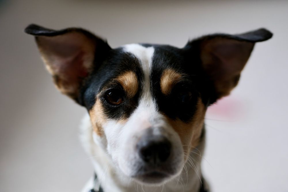 🐕 📷 dog 