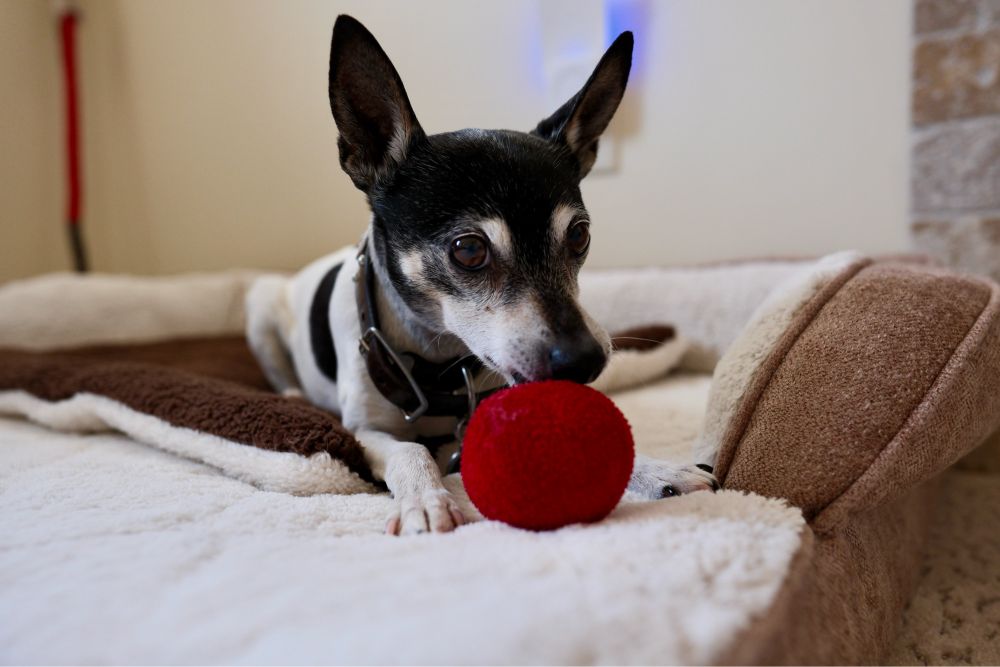 🐕📷 rat terrier holding ball