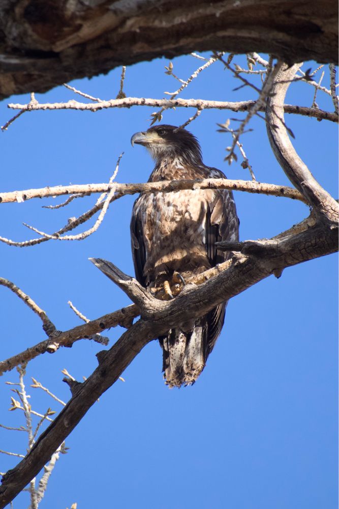 🪶📷 bald eagle
