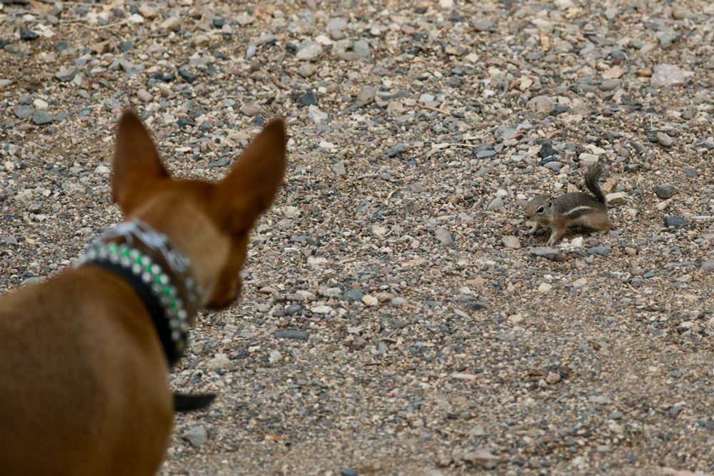 Dog staring at an antelope squirrel 