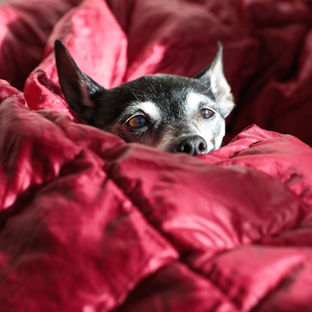 📷🐕🐾 #dog #photography #ratterrier