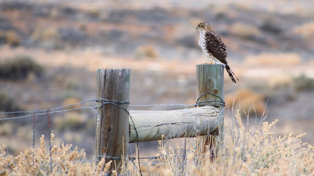 Cooper’s Hawk 🪶