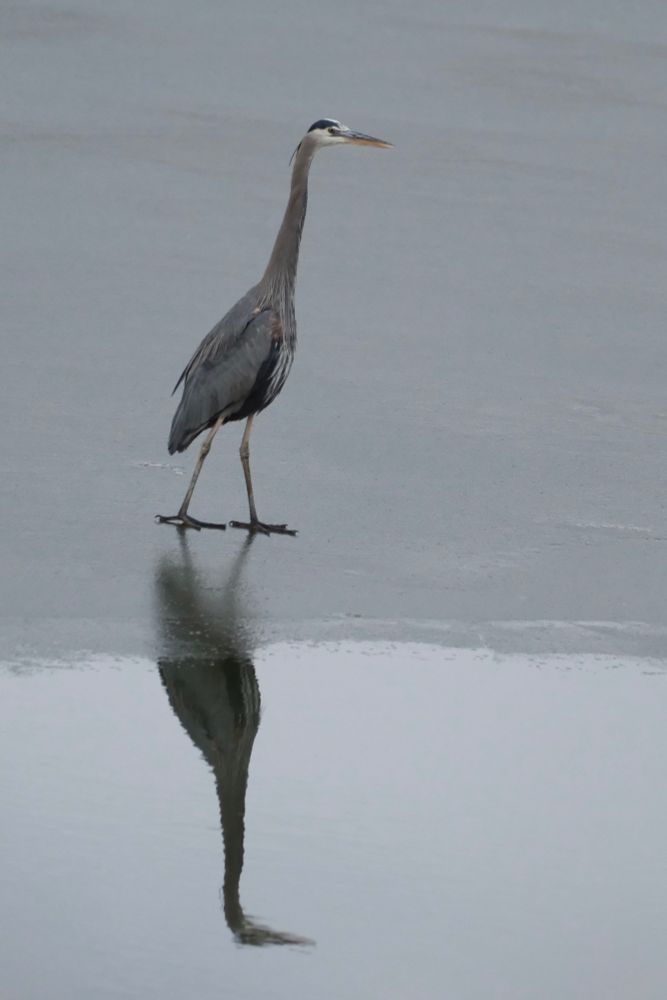 🪶📷Great Blue Heron on ice