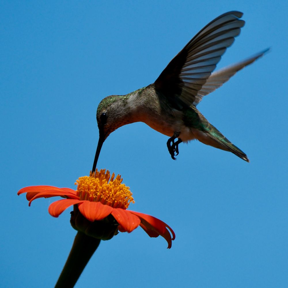 Hummingbird hovering over Mexican sunflower 🪶