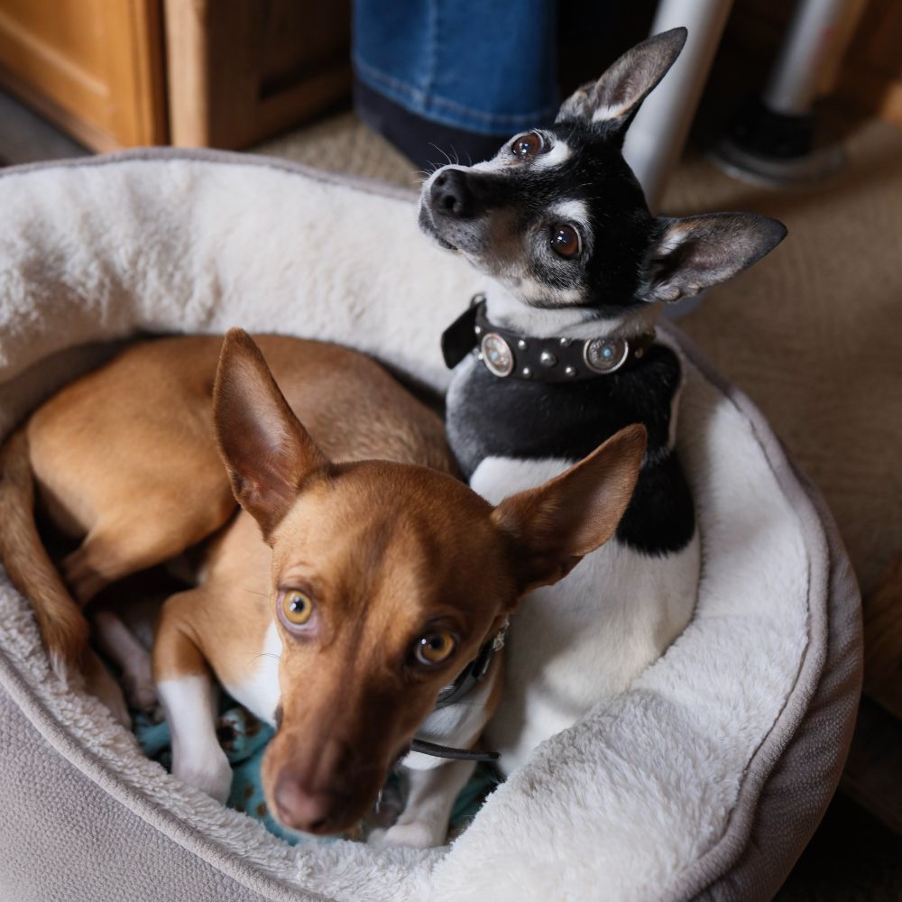 Two dogs in a small dog bed