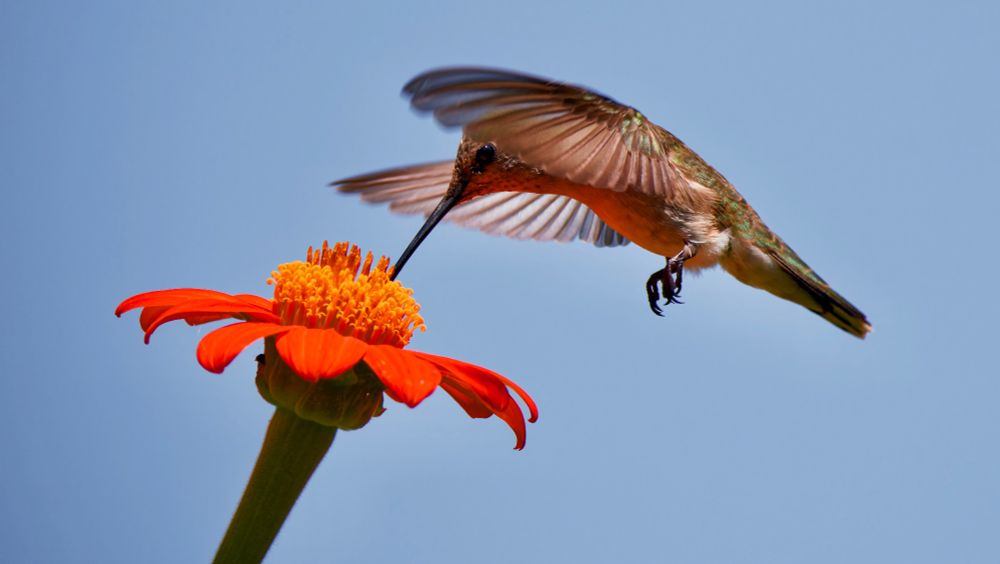 📷🪶 humming bird exploring flowers