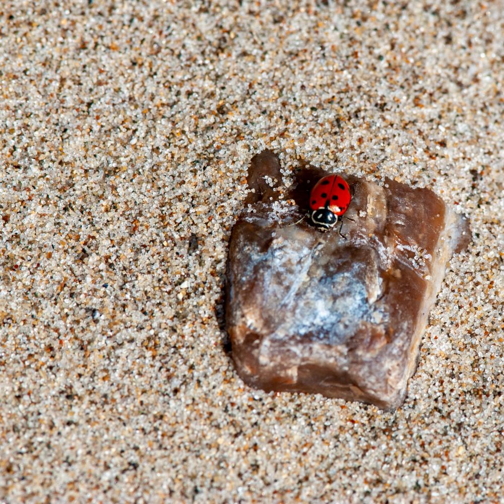 Ladybug on rock