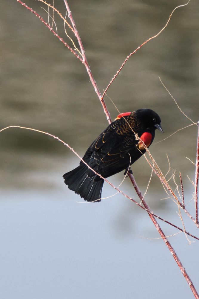 Red wing black bird 