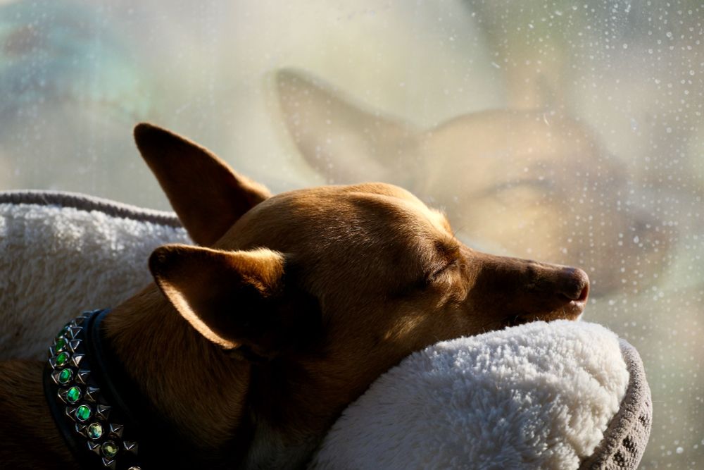 Dog sleeping 