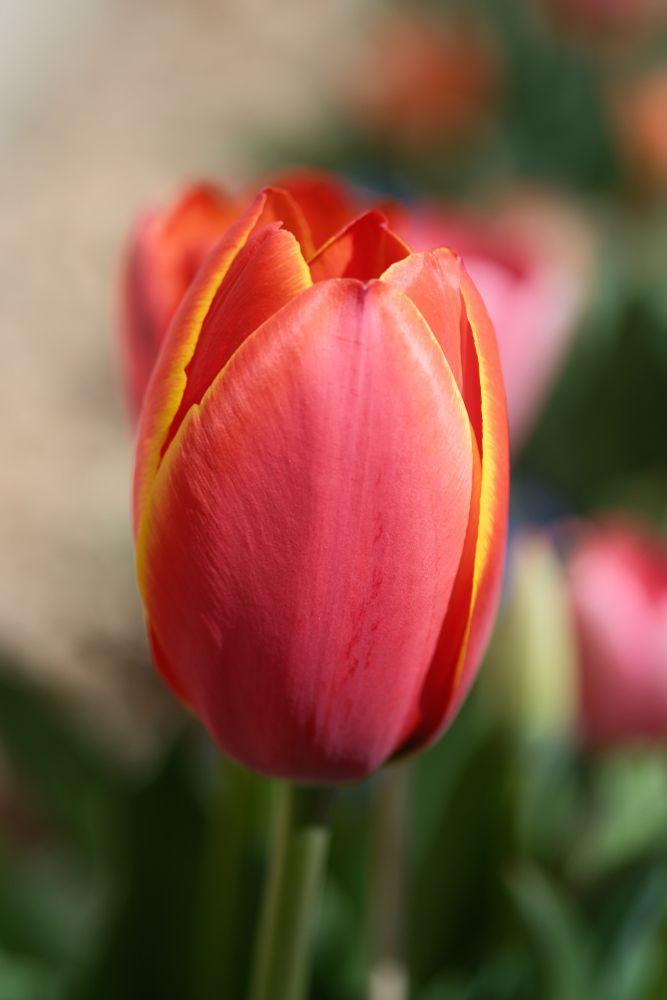 Tulips