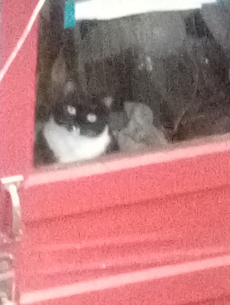 Our Tuxedo cat Lulu peering through a window in a red door.