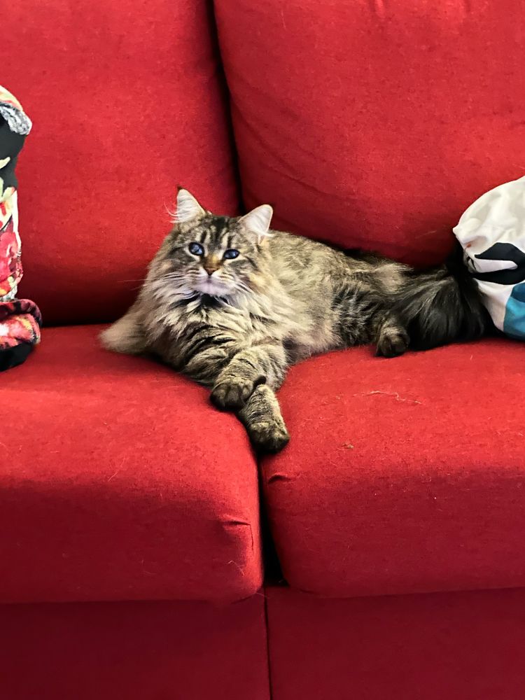 Long haired cat Cleo sitting with her legs crossed on a red couch. 
