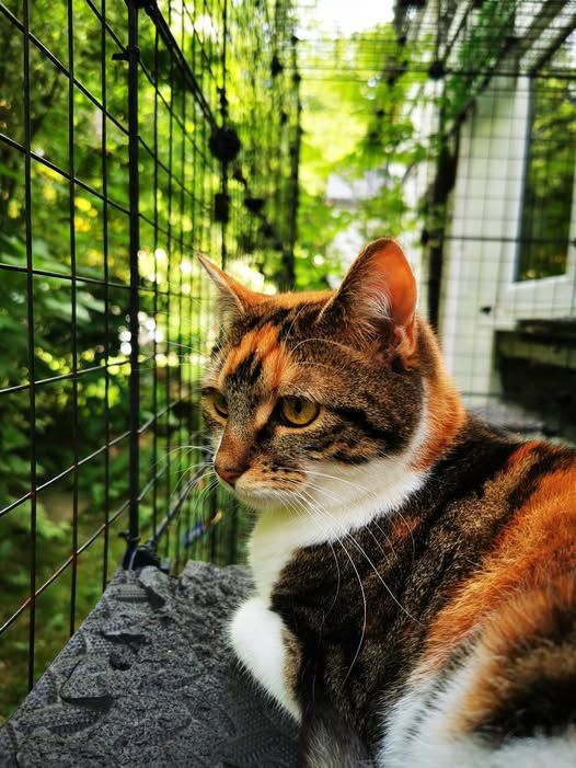 Calico cat sitting in catio.