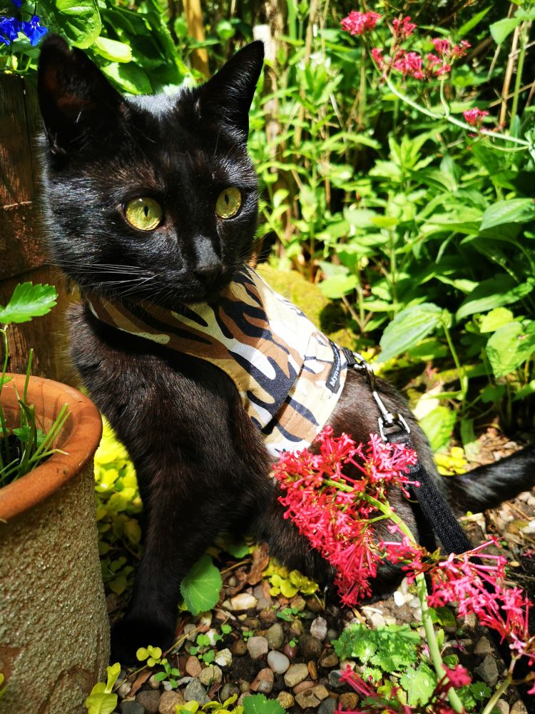 Black cat in camo harness sitting amongst foliage and flowers. 
