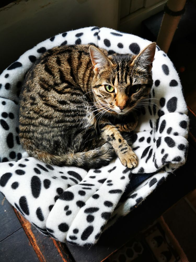 Tabby cat lying in a squashed igloo bed. 