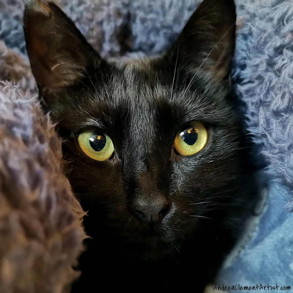 Beautiful black cat with green eyes in fluffy blanket. 